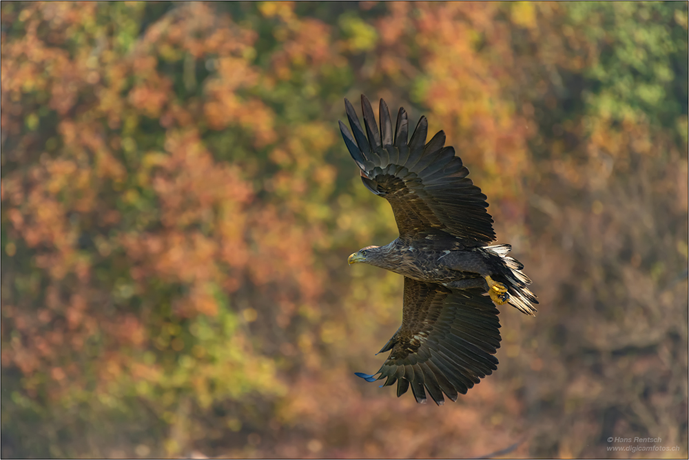 Seeadler