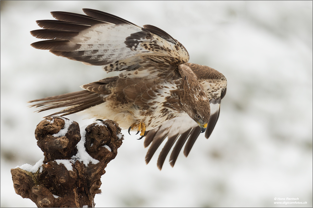 Mäusebussard