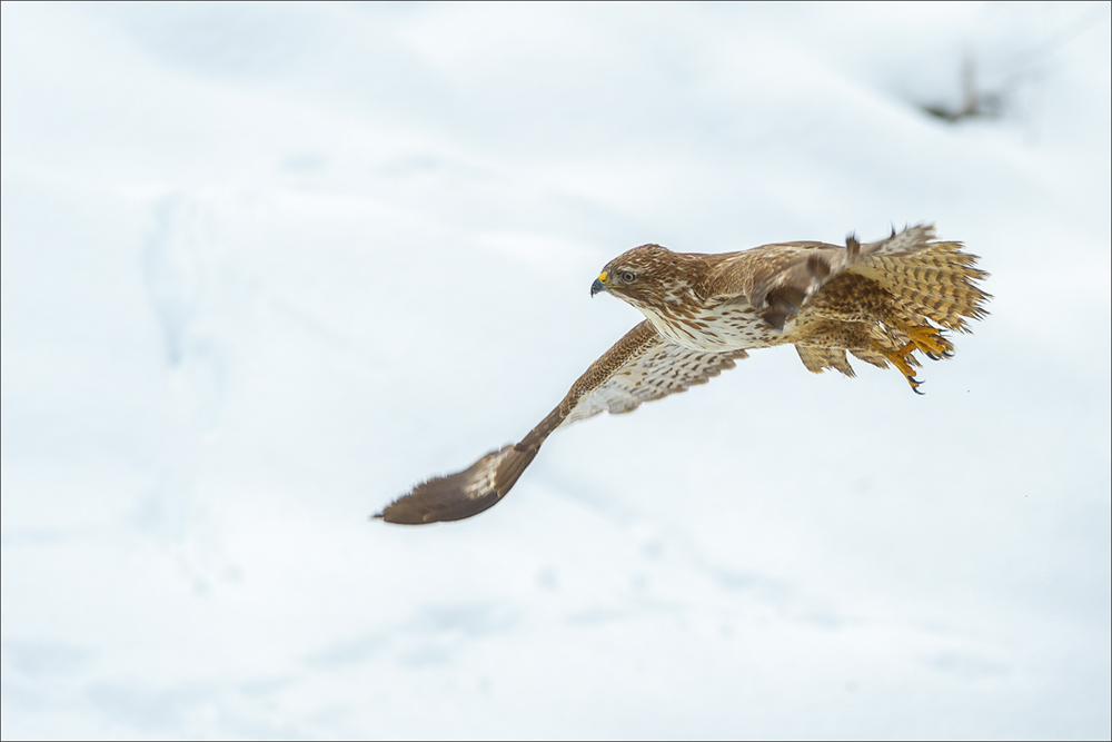 Mäusebussard