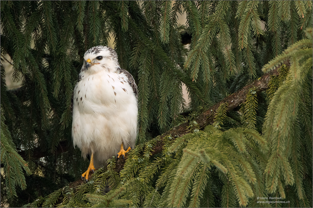 Mäusebussard