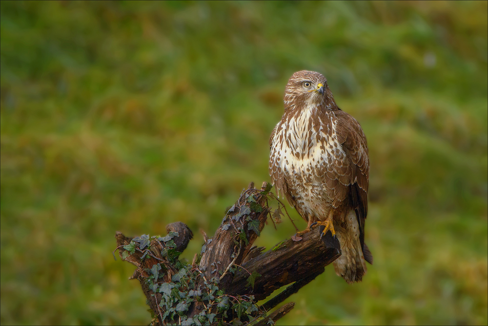 Mäusebussard