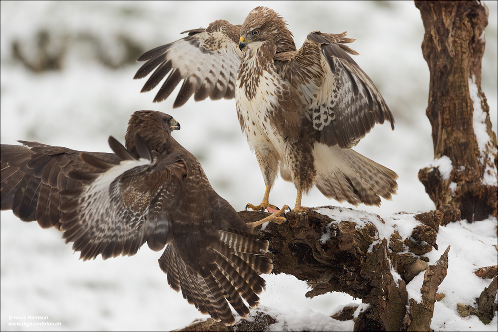 Mäusebussard