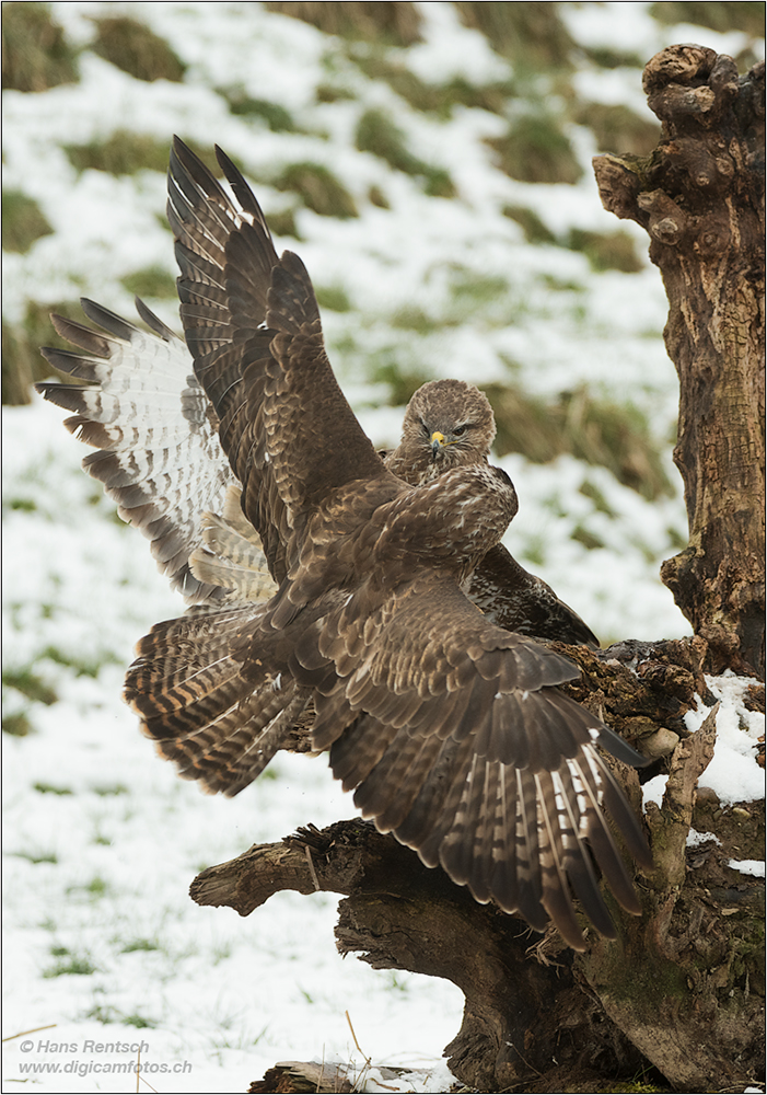 Mäusebussard