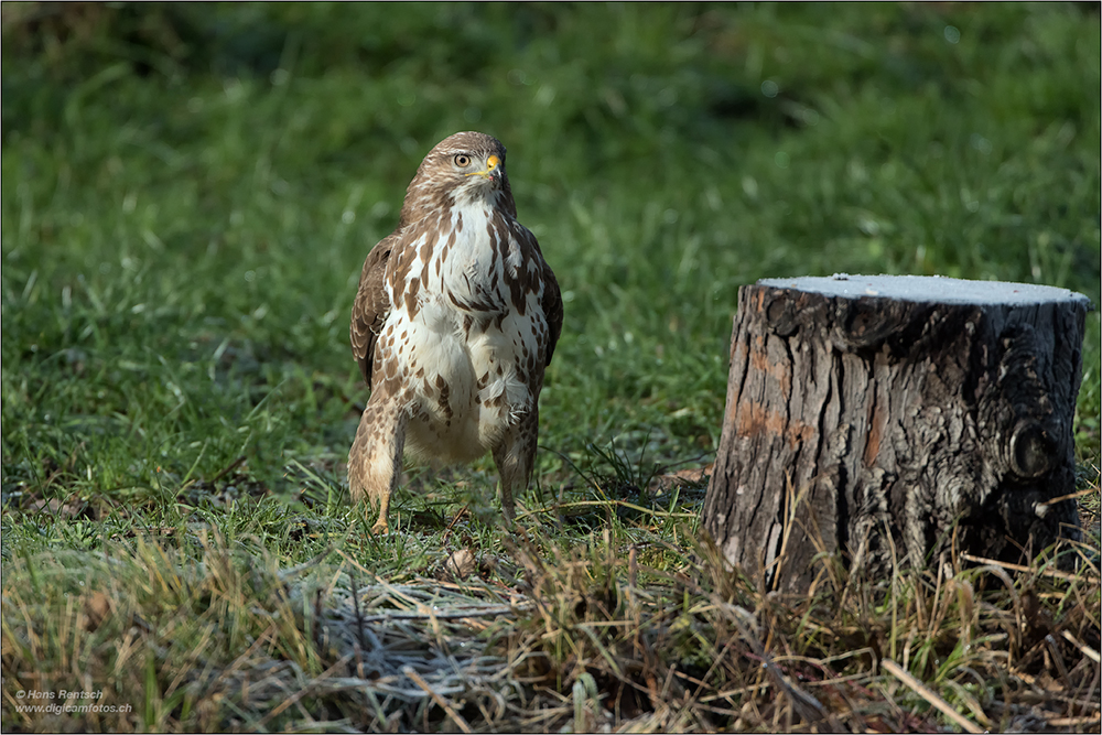 Mäusebussard