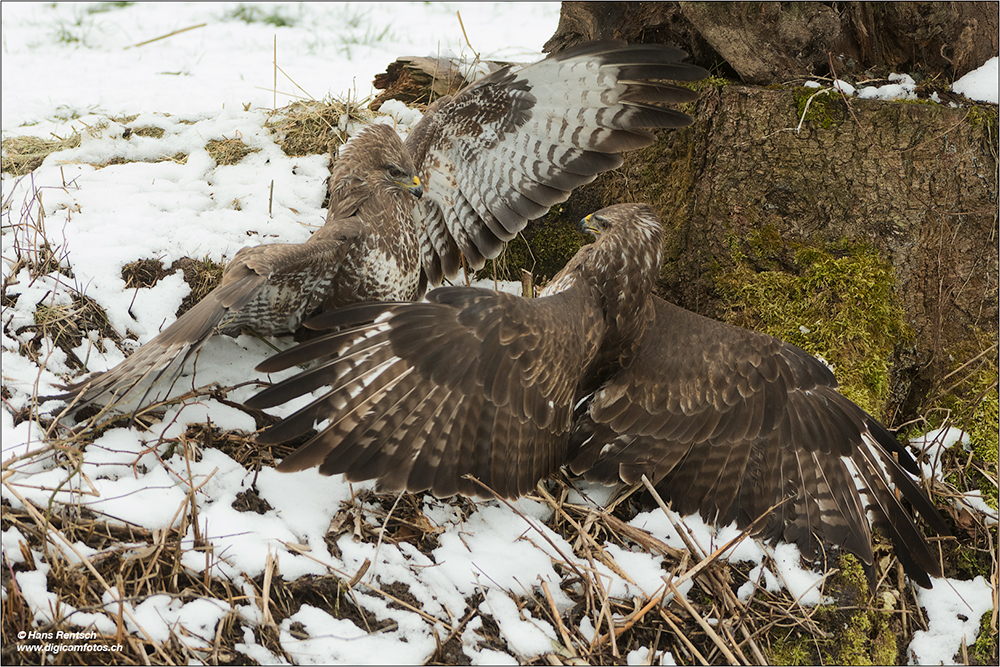 Mäusebussard