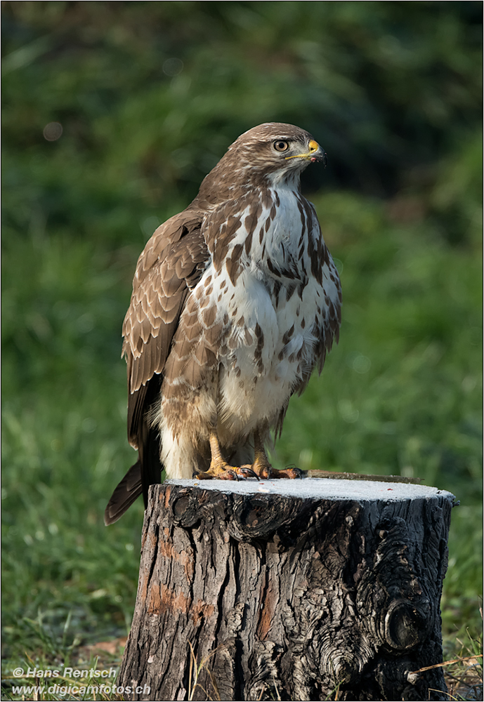 Mäusebussard