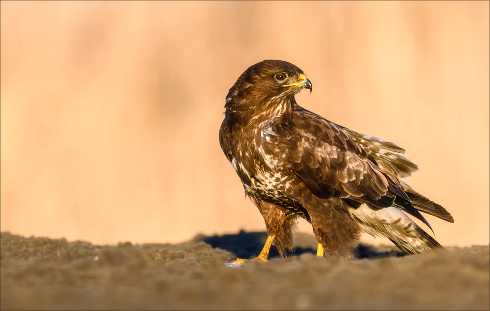 Mäusebussard