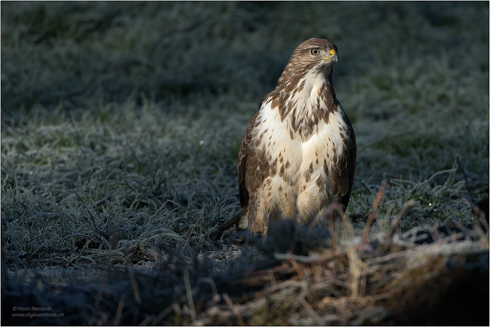 Mäusebussard