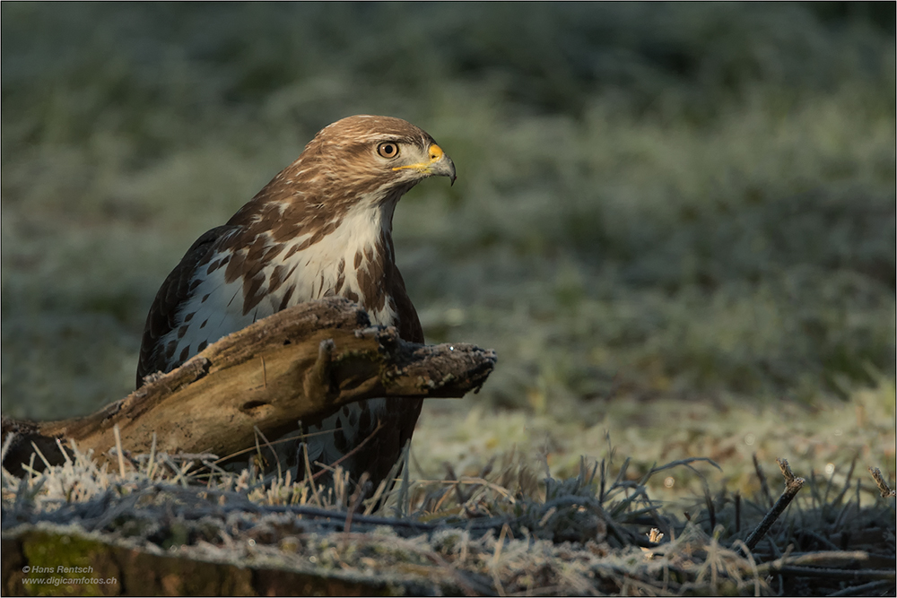 Mäusebussard