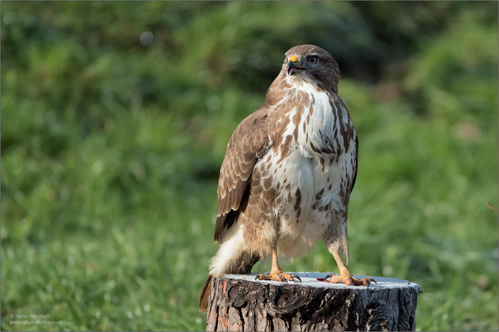 Mäusebussard