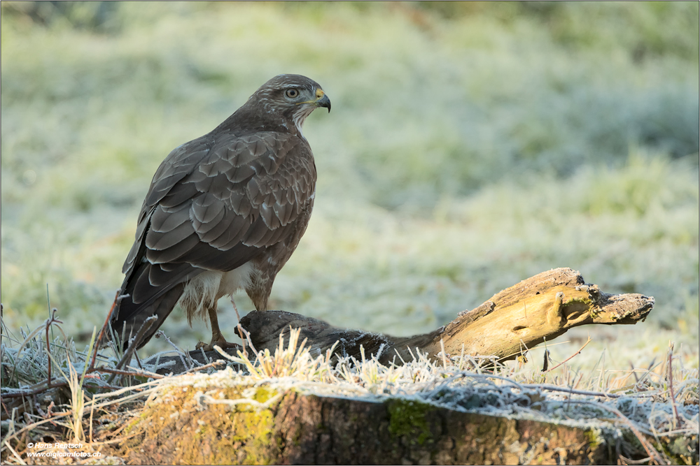 Mäusebussard