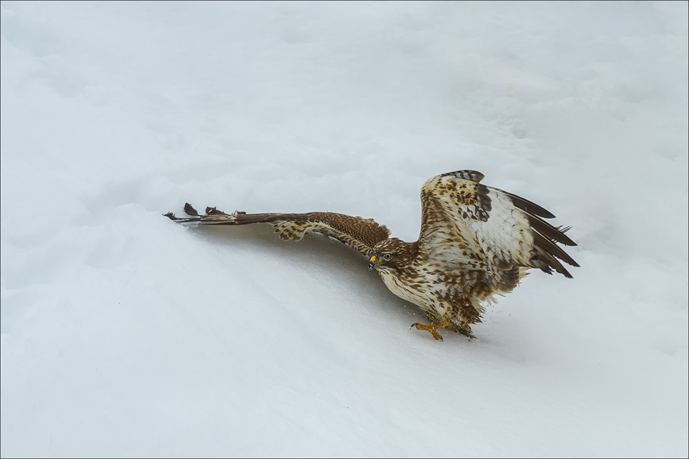 Mäusebussard