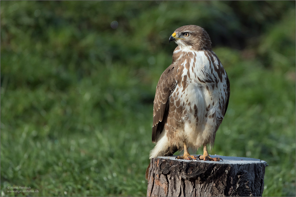 Mäusebussard