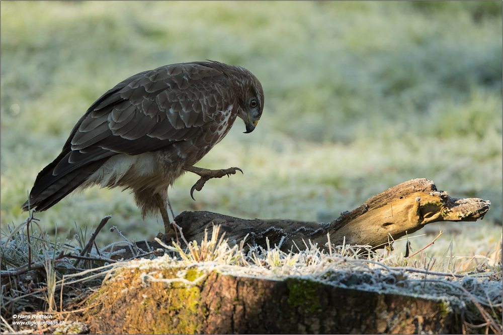 Mäusebussard