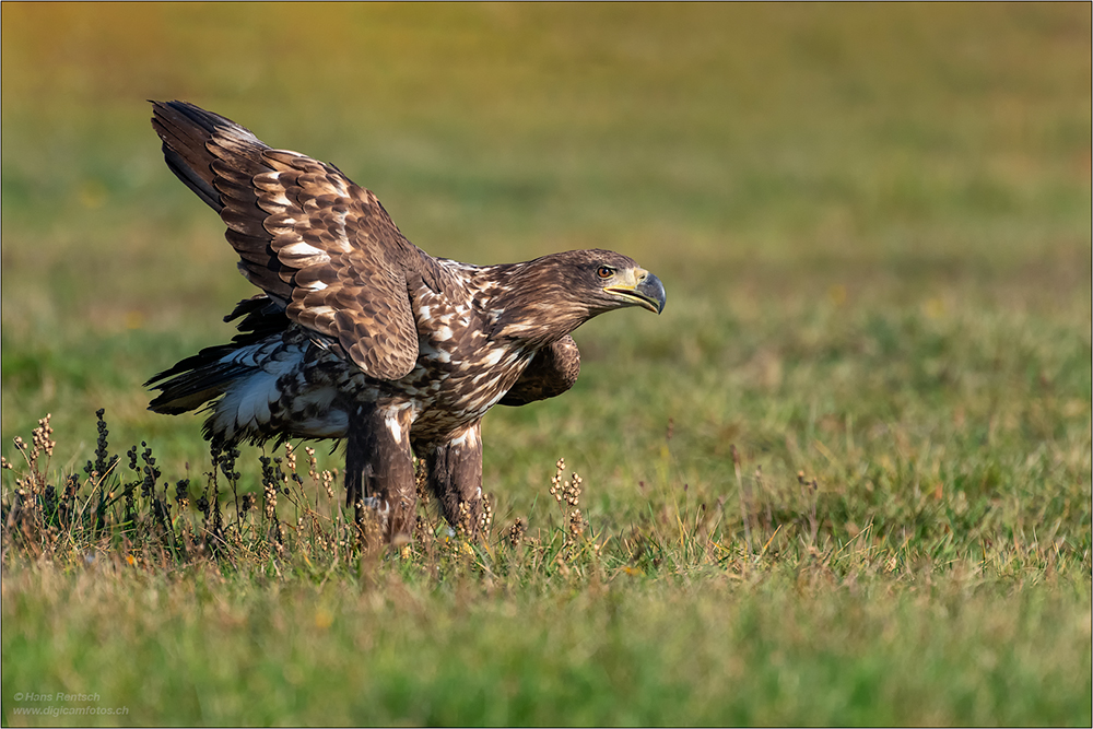 Seeadler