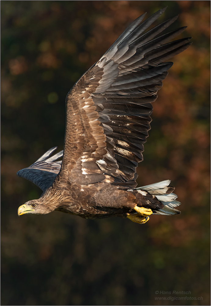 Seeadler