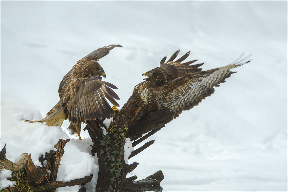 Mäusebussard