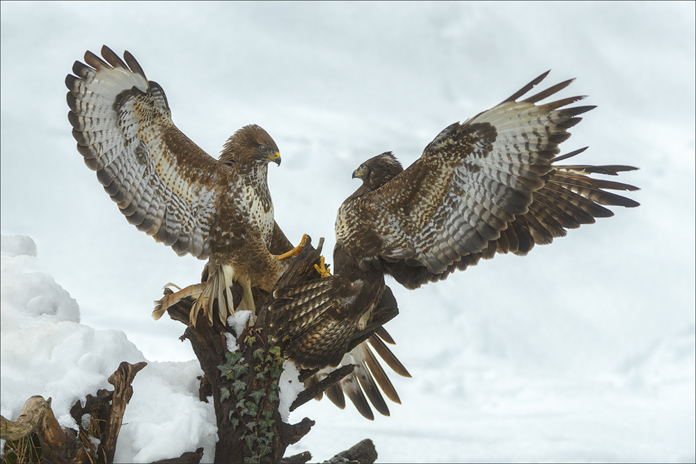 Mäusebussard