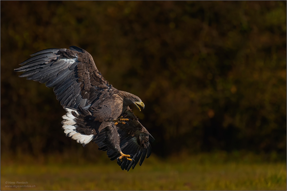 Seeadler