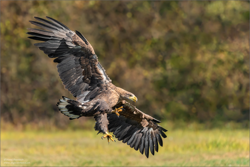 Seeadler