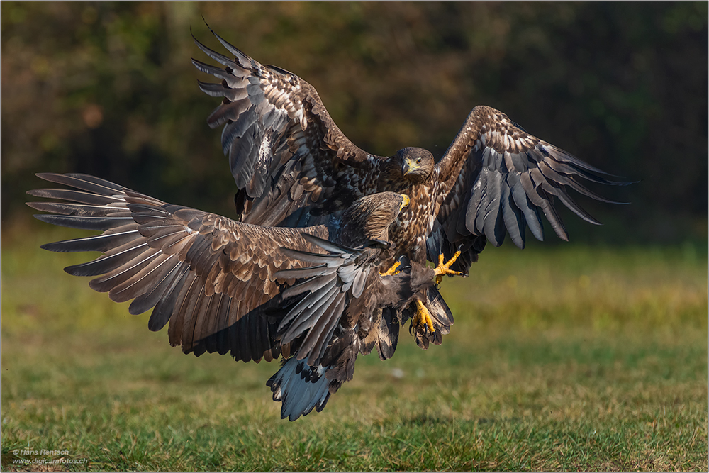 Seeadler