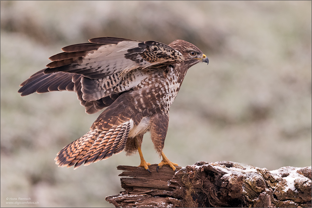 Mäusebussard