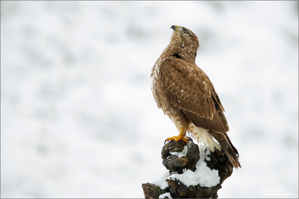 Mäusebussard