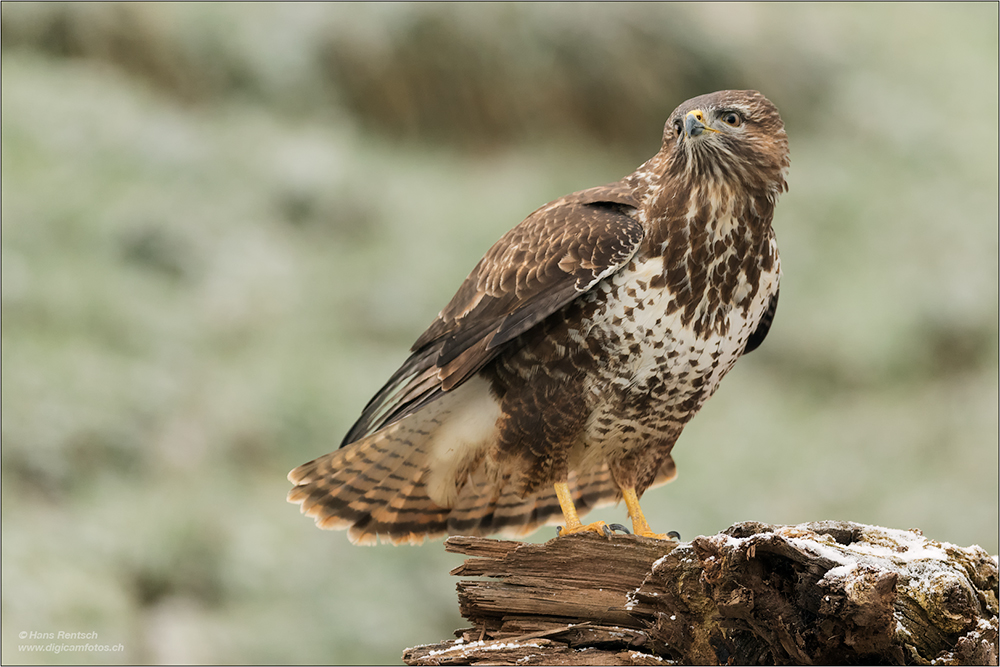 Mäusebussard