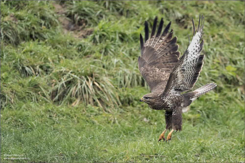 Mäusebussard