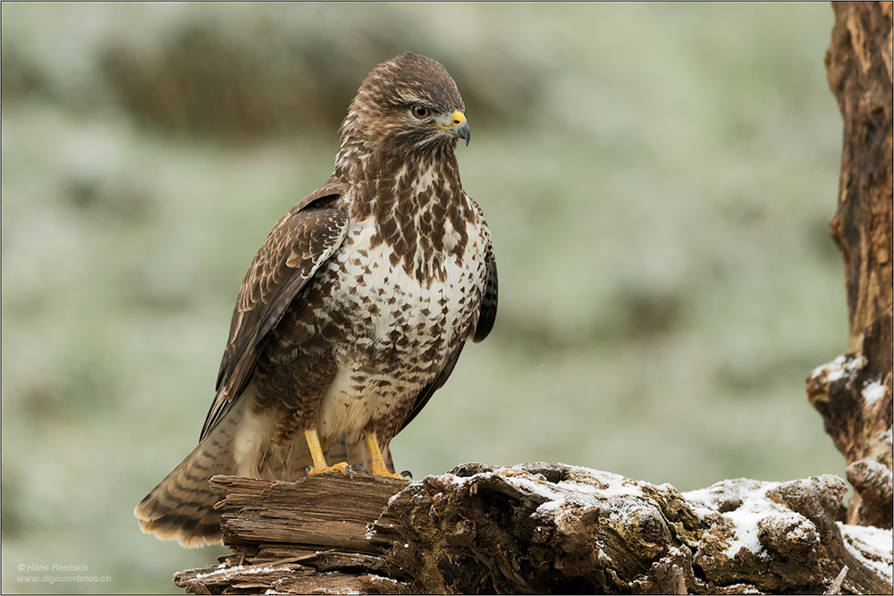 Mäusebussard