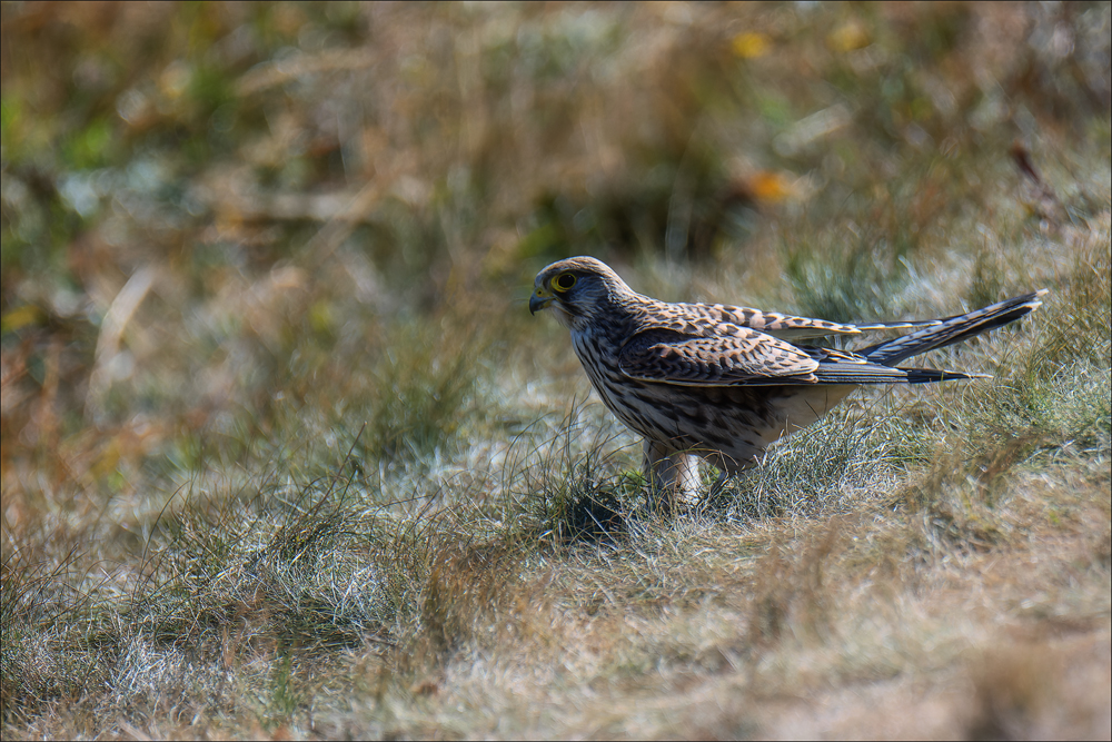 Turmfalke