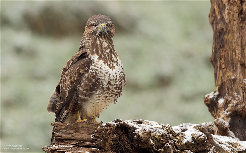 Mäusebussard