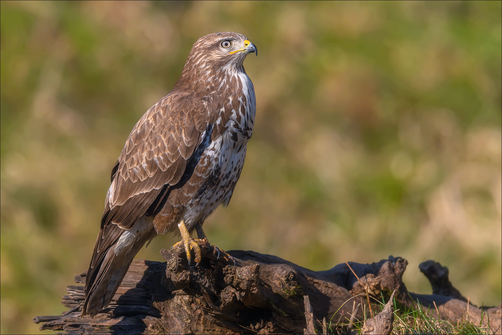 Mäusebussard