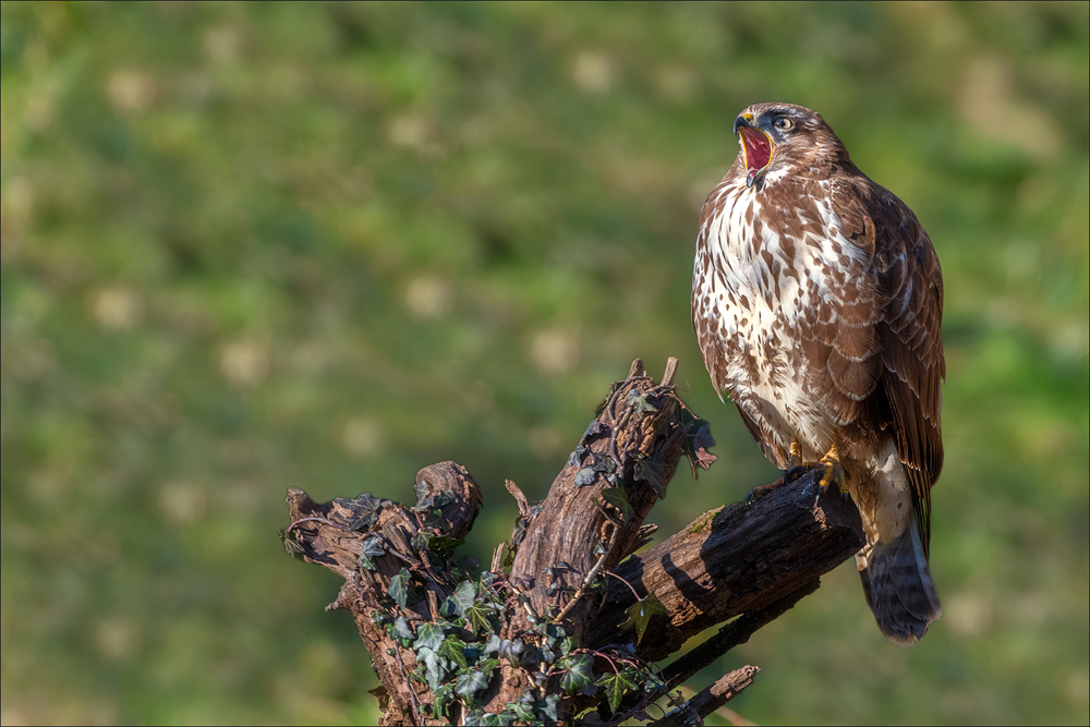 Mäusebussard