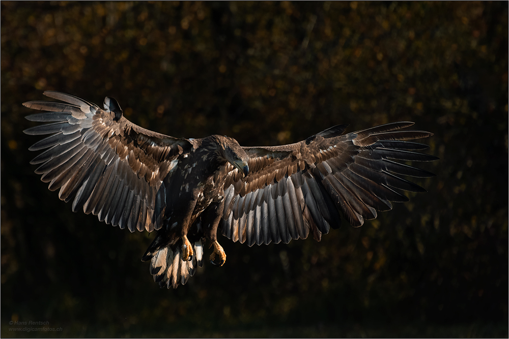 Seeadler