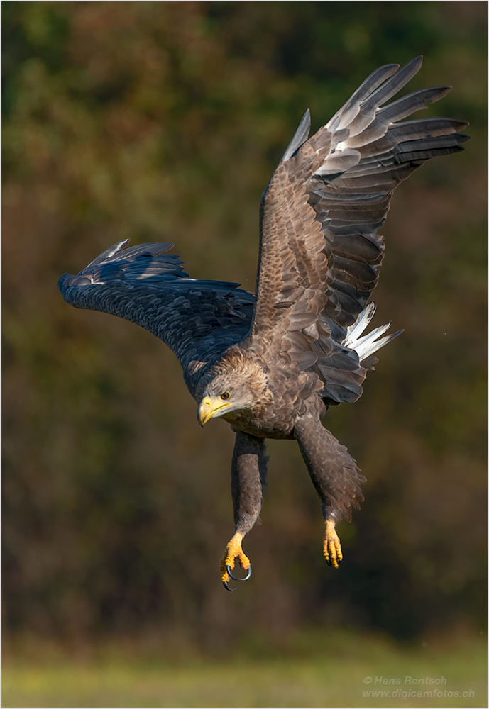 Seeadler