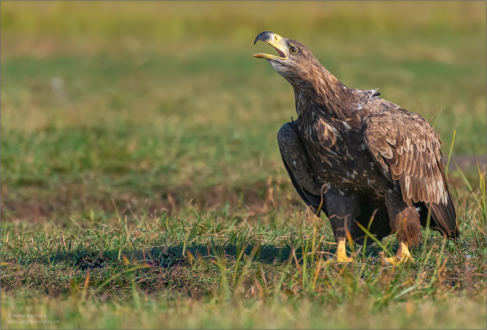 Seeadler