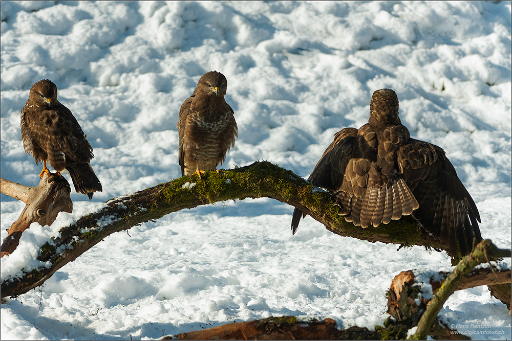 Mäusebussard