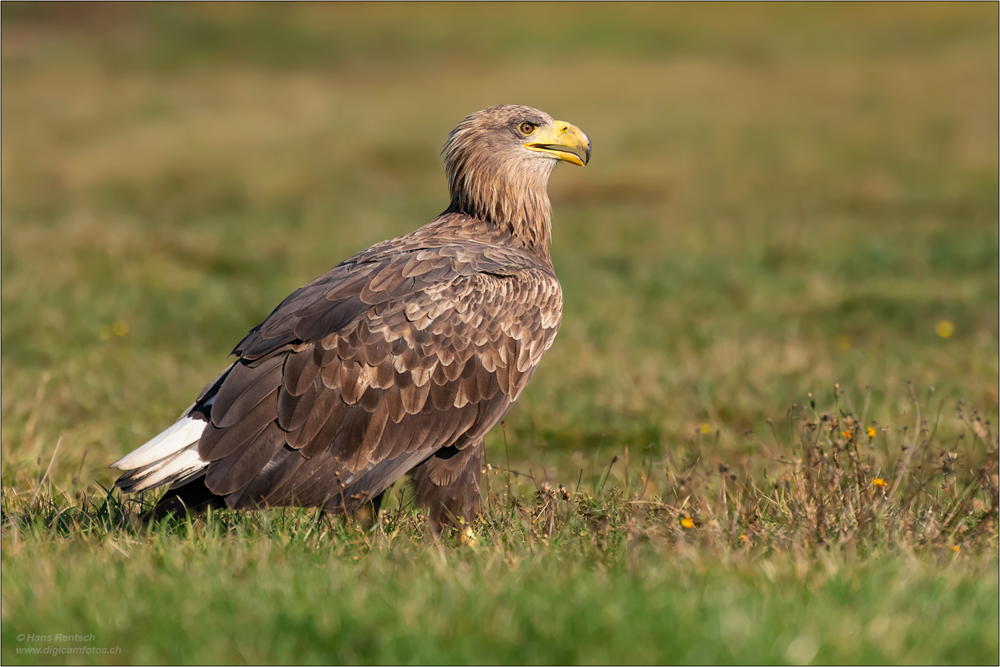 Seeadler