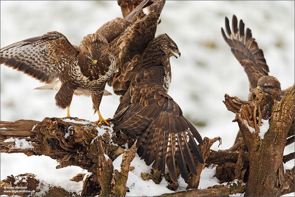 Mäusebussard