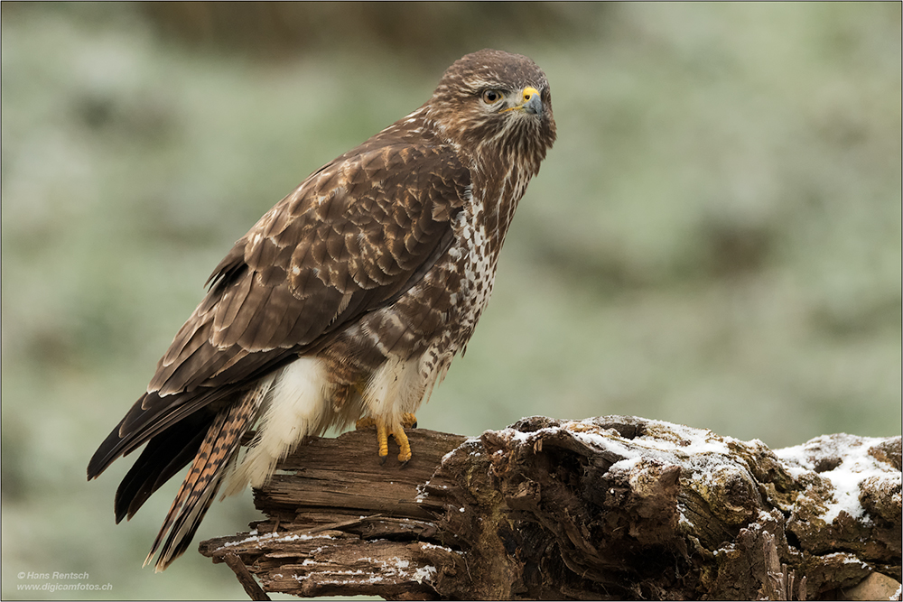 Mäusebussard