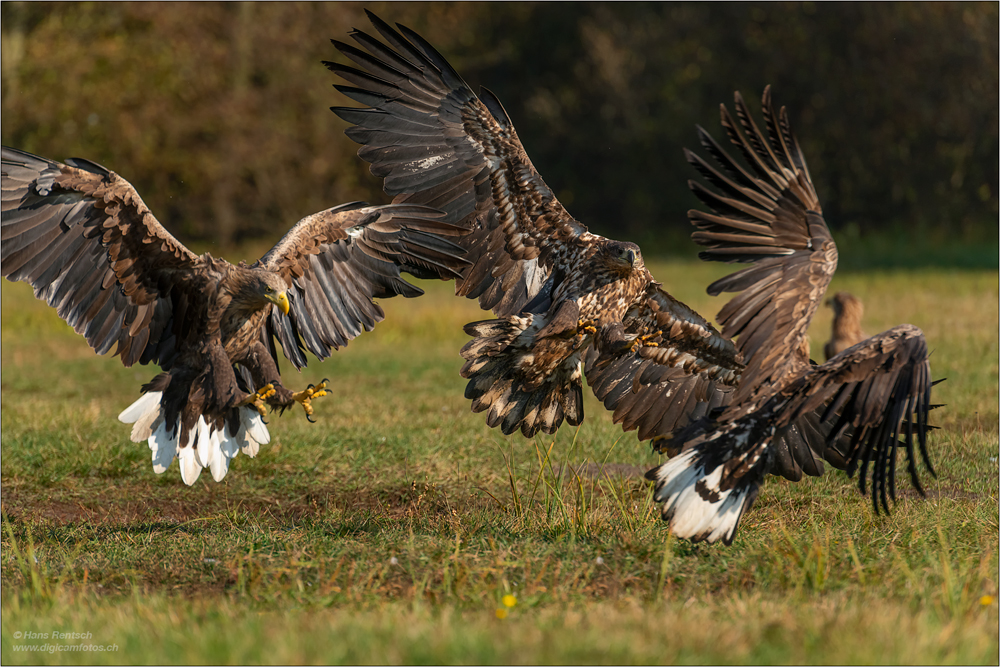 Seeadler