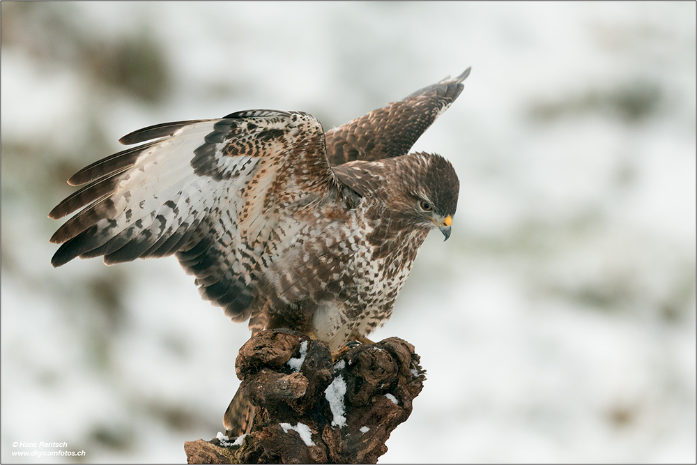 Mäusebussard