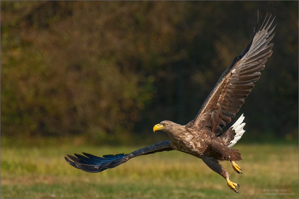 Seeadler