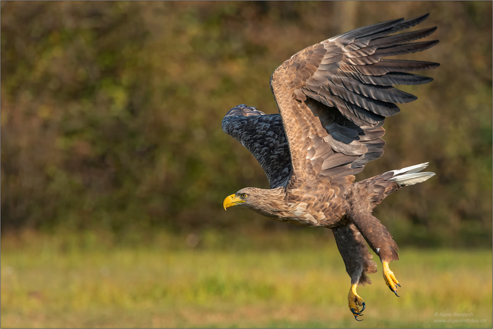 Seeadler