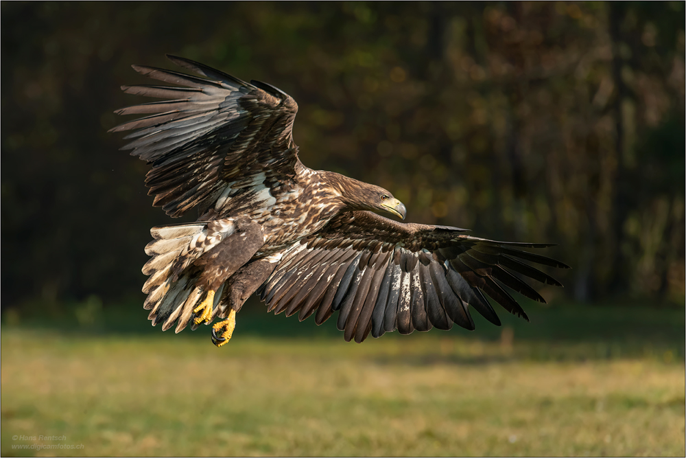 Seeadler