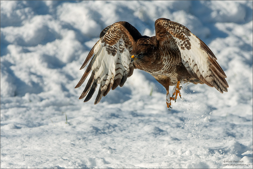 Mäusebussard