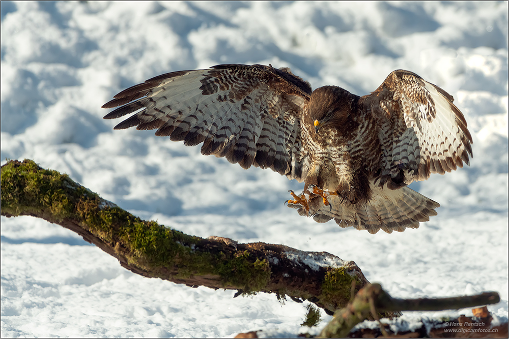 Mäusebussard