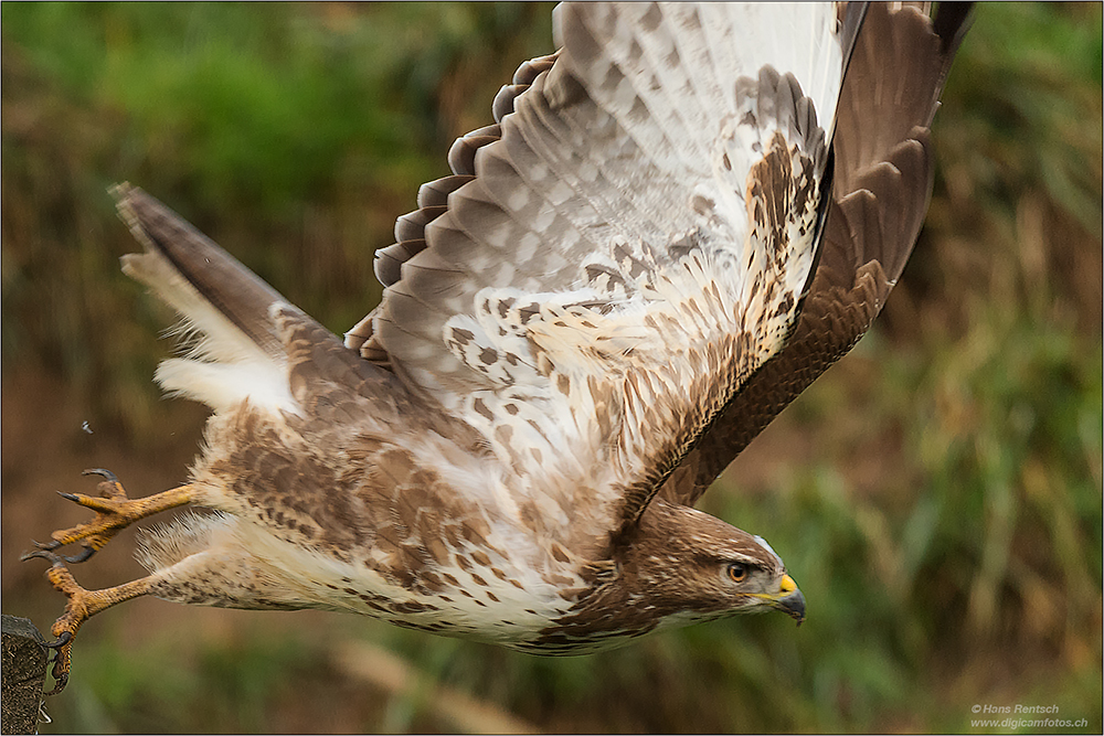 Mäusebussard