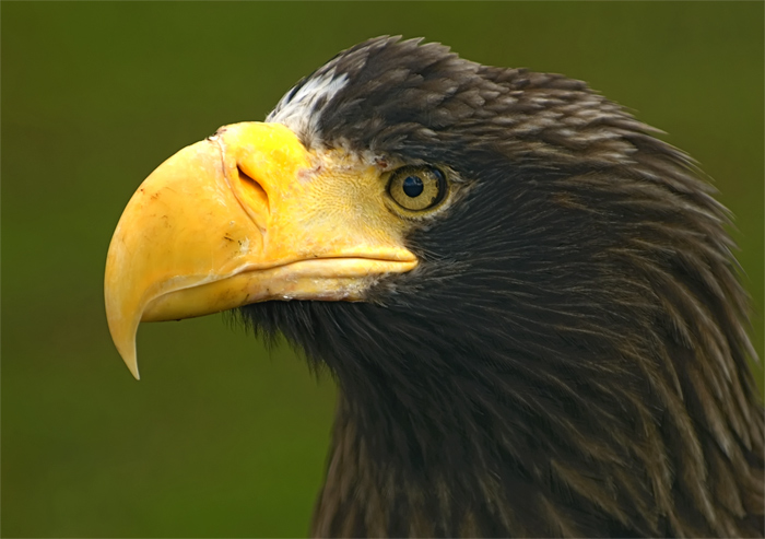 Riesenseeadler